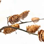 غصن شجرة وودي