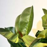 شجرة مطاط 155 سم وودي