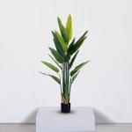 شجرة موز استرليزيا 180 سم وودي