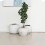 مركن أشجار فخار رصاصي صغير وودي