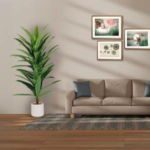 شجر درسينا 160 سم وودي