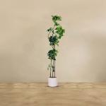 شجر شفليرا 135سم وودي