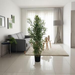 شجرة درسينا وودي